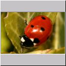 Coccinella septempunctata - Siebenpunkt 04.jpg